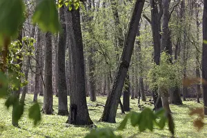 Natural Environment Photography Drucke: Forest in spring