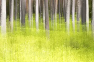 Deserted Spring Scene Drucke: Forest in spring, modified