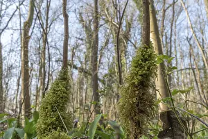 Moss Covered Tree Trunks Drucke: Forest in spring, two tree trunks are covered with moss
