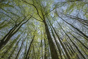 Spring Forest Landscape Drucke: Forest in springtime