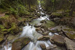 Uninhabited Countryside Landscapes Drucke: Forest stream in Alps mountains at spring