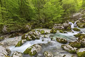 Blurred Motion Photography Drucke: Forest stream in Alps mountains at spring