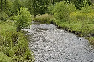 Arnsberg Forest Nature Park Drucke: Forest stream in the Arnsberg Forest