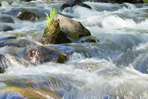 Nature Landscape Drucke: Forest stream running over mossy rocks