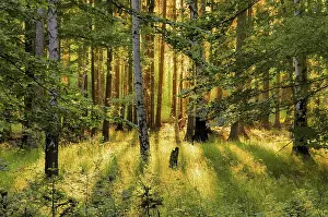 Natural Preserve Scenery Drucke: Forest with sunrays, forest and sunrays 01