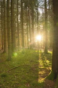 Schwarzwald Nature Scene Drucke: Forest at sunset, Black Forest
