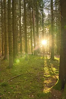 Atmospheric Forest Photography Drucke: Forest at sunset, Black Forest