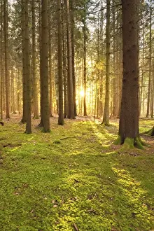Central Europe Landscape Shot Drucke: Forest at sunset, Black Forest