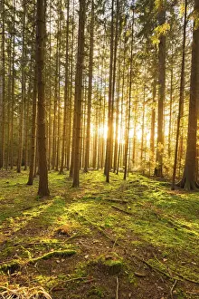 Schwarzwald Nature Scene Drucke: Forest at sunset, Black Forest