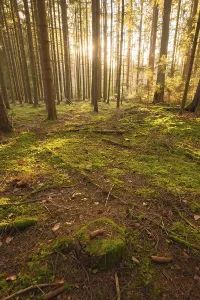 No People German Countryside Drucke: Forest at sunset, Black Forest
