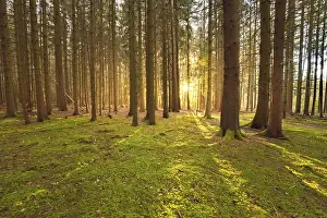 Evening Sky In Germany Drucke: Forest at sunset, Black Forest