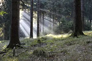 German Countryside Scenery Drucke: Forest in Thuringia, Germany. Early in the morning