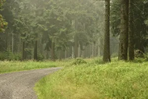 Wooded Countryside Scenery Drucke: Forest in Thuringia, Germany. Early in the morning