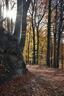 Beech Tree Forest Europe Drucke: Forest trail in autumn beech forest