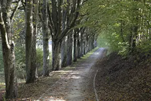 Central Europe Forest Landscapes Drucke: Forest trail, forest, landscape