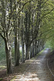 Bavaria Forest Trail Drucke: Forest trail, forest, landscape