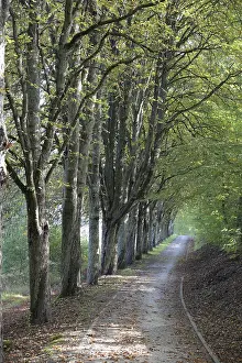 Bavarian Countryside Landscapes Drucke: Forest trail, forest, landscape