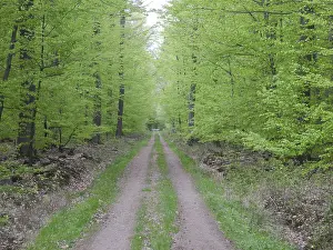 Beech Forest Path Drucke: Forest trail, forest path, spring forest