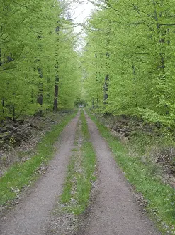 Beech Forest Scenery Drucke: Forest trail, forest path, spring forest