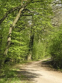 Uninhabited Deciduous Woods Drucke: Forest trail, forest path, spring forest