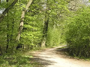 Beech Forest Path Drucke: Forest trail, forest path, spring forest