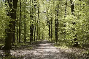 Beech Forest Scenery Drucke: Forest trail, forest path, spring forest