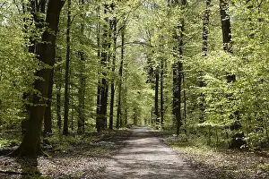 Beech Forest Scenery Drucke: Forest trail, forest path, spring forest