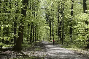 Beech Tree Forest Landscapes Drucke: Forest trail, forest path, spring forest