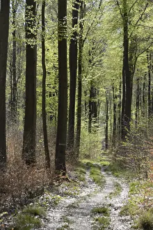 Beech Forest Scenery Drucke: Forest trail, forest path, spring forest