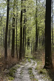 Beech Forest Scenery Drucke: Forest trail, forest path, spring forest