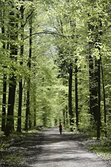 Beech Forest Path Drucke: Forest trail, forest path, spring forest