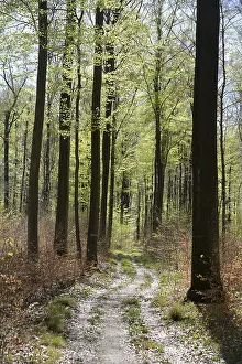 Spring Forest Landscape Drucke: Forest trail, forest path, spring forest