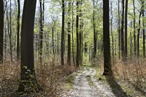 Spring Forest Landscape Drucke: Forest trail, forest path, spring forest