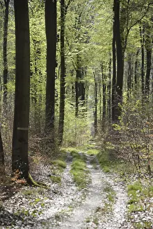 Spring Forest Landscape Drucke: Forest trail, forest path, spring forest