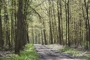 Spring Forest Landscape Drucke: Forest trail, forest path, spring forest