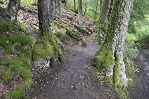 Forest Trail Photography Drucke: Forest trail, forest, tree, trees