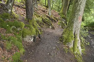 Deserted Forest Trail Drucke: Forest trail, forest, tree, trees