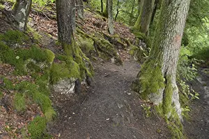 Summer Hiking Trails Drucke: Forest trail, forest, tree, trees
