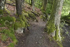 Forest Trail Photography Drucke: Forest trail, forest, tree, trees