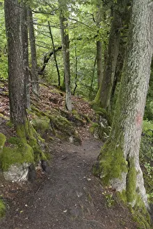 Forest Trail Photography Drucke: Forest trail, forest, tree, trees