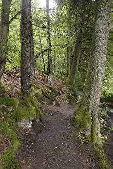 Forest Trail Photography Drucke: Forest trail, forest, tree, trees