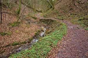 Bavaria Forest Trail Drucke: Forest trail along a small stream