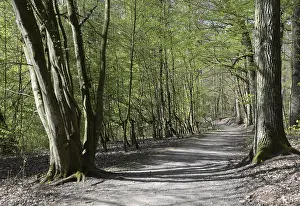 Bavaria Forest Trail Drucke: Forest trail, spring, trail, forest