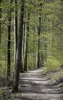 Bavarian Countryside Landscapes Drucke: Forest trail, spring, trail, forest