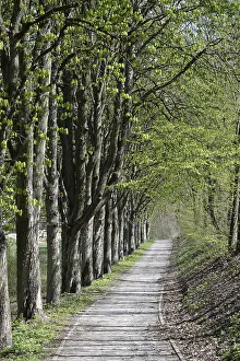 Central Europe Nature Walk Drucke: Forest trail, spring, trail, forest
