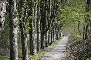 Bavaria Forest Trail Drucke: Forest trail, spring, trail, forest