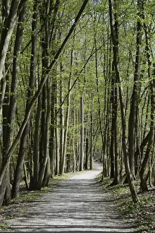 Bavaria Forest Trail Drucke: Forest trail, spring, trail, forest