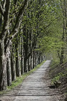 Bavaria Forest Trail Drucke: Forest trail, spring, trail, forest