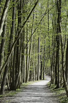 Bavaria Forest Trail Drucke: Forest trail, spring, trail, forest