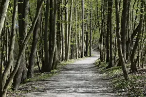 Bavaria Forest Trail Drucke: Forest trail, spring, trail, forest